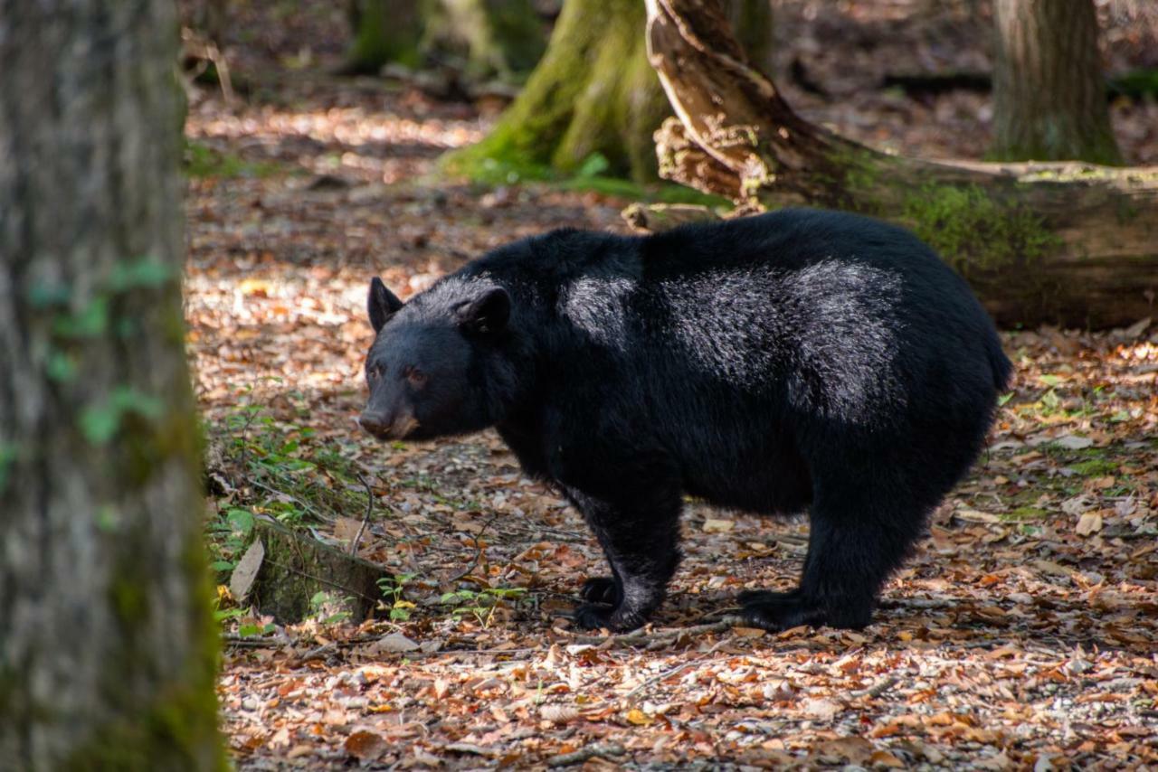 Two Bears Cabin Wear Valley Dış mekan fotoğraf